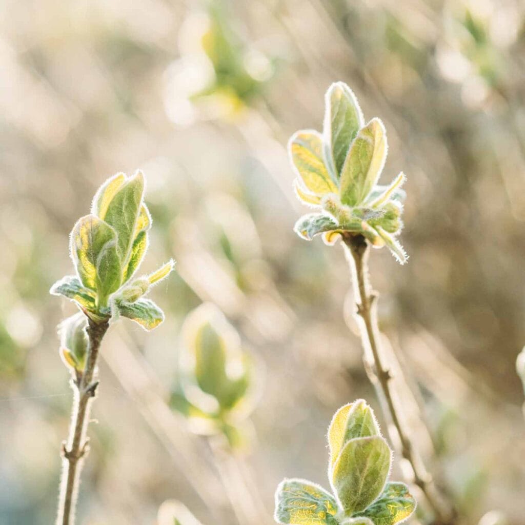 Episode 19: You Don’t Have to Be Fully Healed to Be a Healer: Releasing Perfectionism on the Healing Path